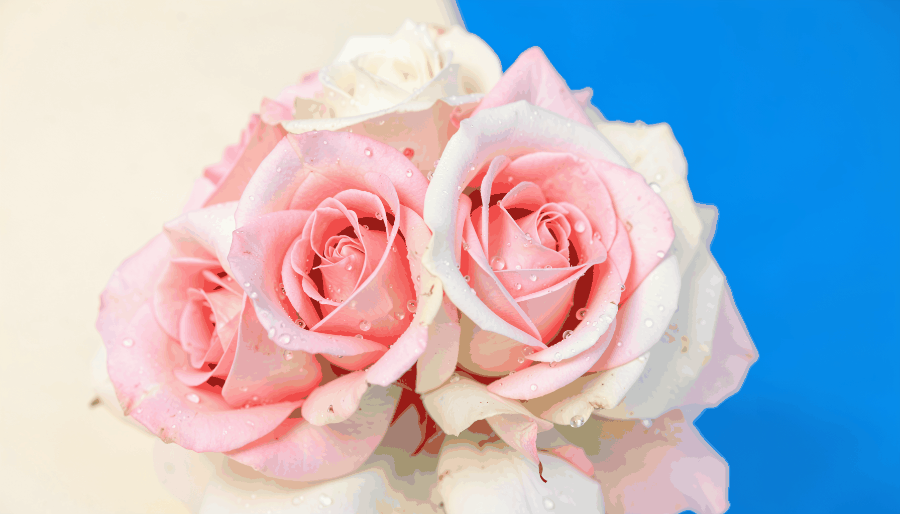 A close-up of fresh pink and white roses with dew drops on soft petals, set against a gentle cream background